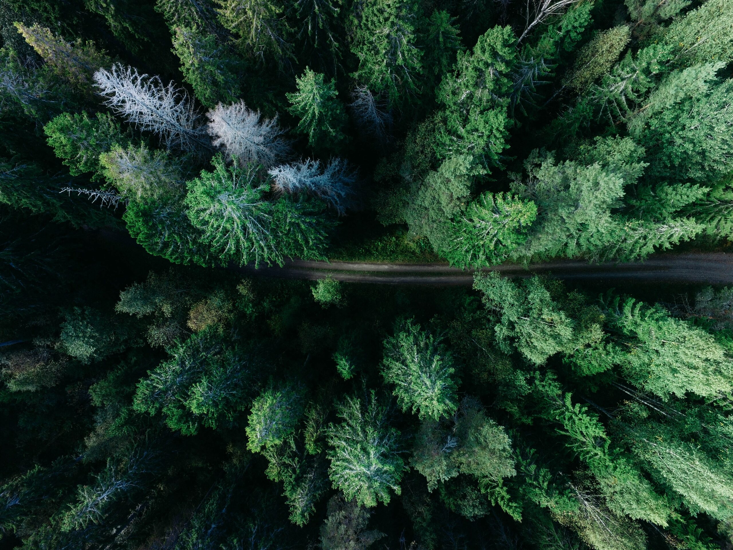 Forest in Gävle, Sweden
